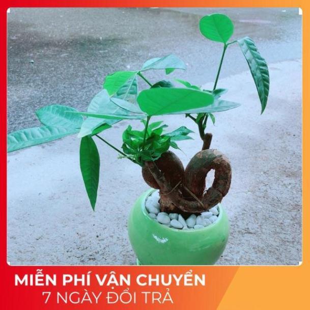 Chậu Kim Ngân Nơ