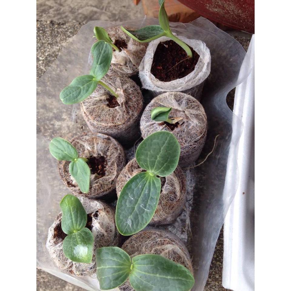 Hạt giống bí leo giàn  2gr