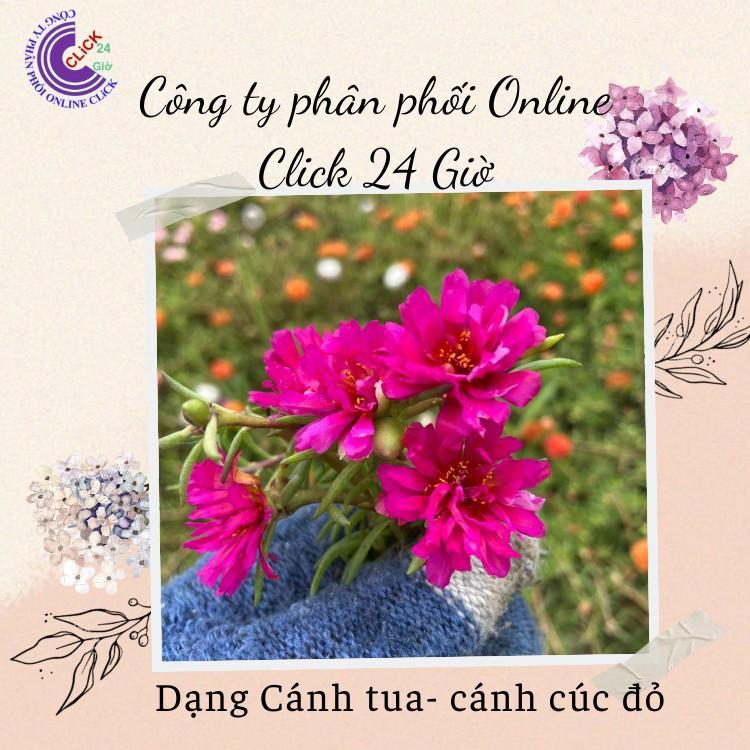 500g Cành Giống Hoa Mười Giờ Cánh Tua Cánh Cúc Màu Đỏ Giống Mới Siêu Đẹp Hoa Mười Giờ Bonsai & Phụ Kiện