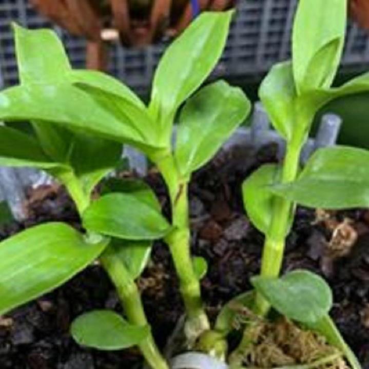 Hoa lan phi điệp - nữ hoàng 28