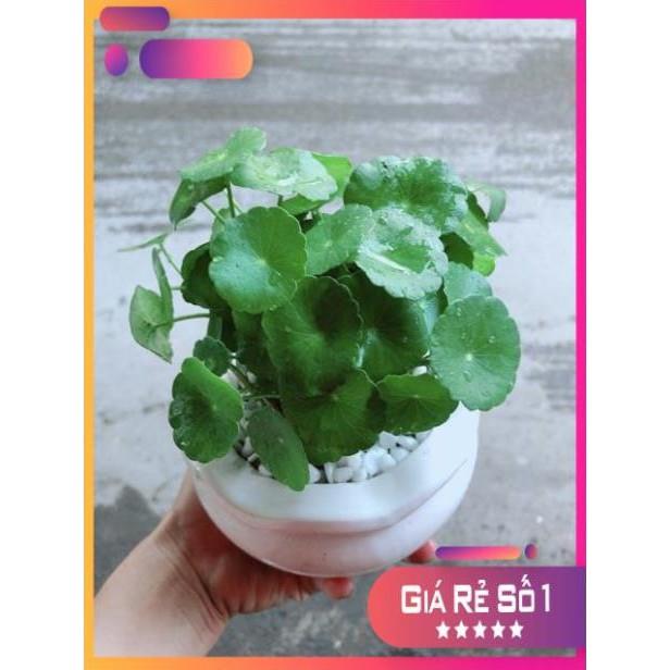 Chậu Cỏ Đồng Tiền