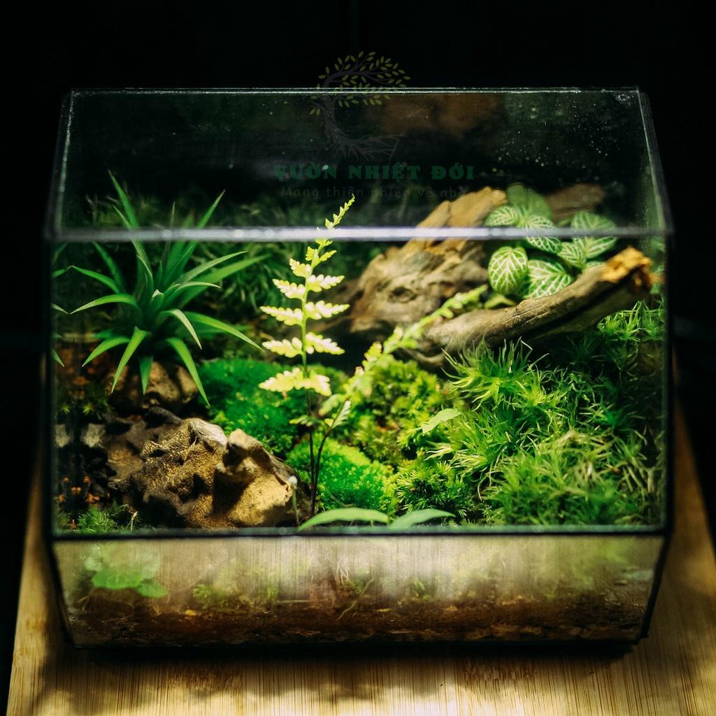 Bể Terrarium Đa Giác Setup Bán Cạn Để Bàn Làm Việc