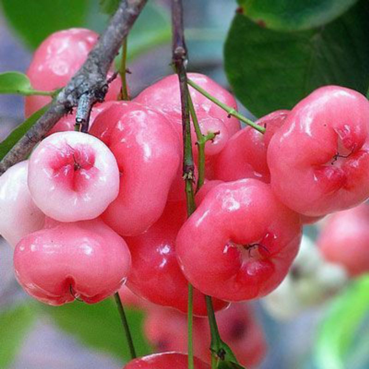 Giống Mận Hoàng Yến Trái Nhỏ Mọng Nước