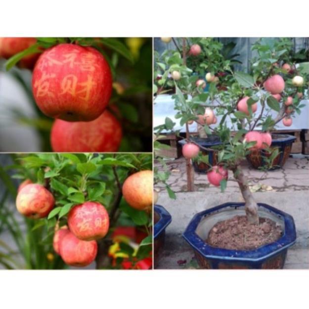 Táo Lùn Đỏ F1 tặng 2 cây chè xanh