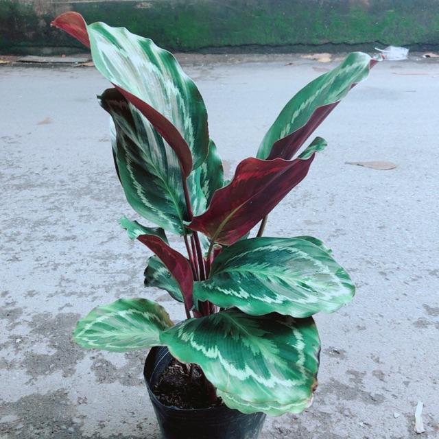 Đuôi Công Xanh Lá Tròn