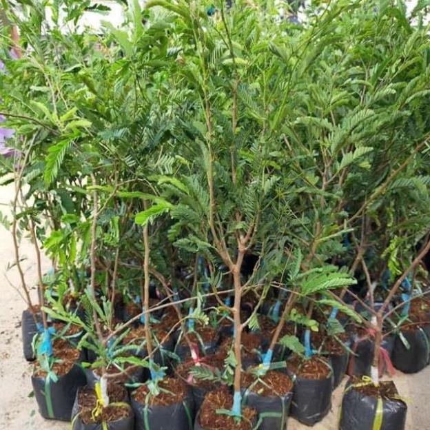 Cây me thái giống, quả ngọt ,sai quả