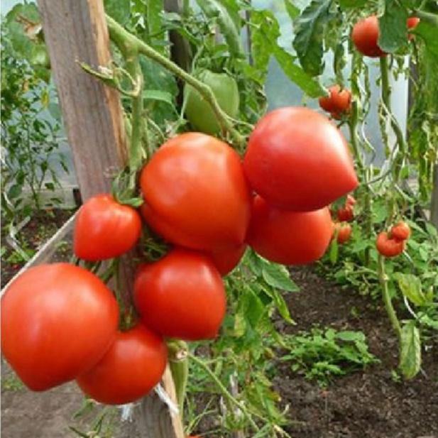 Bộ 4 gói cà chua đủ màu