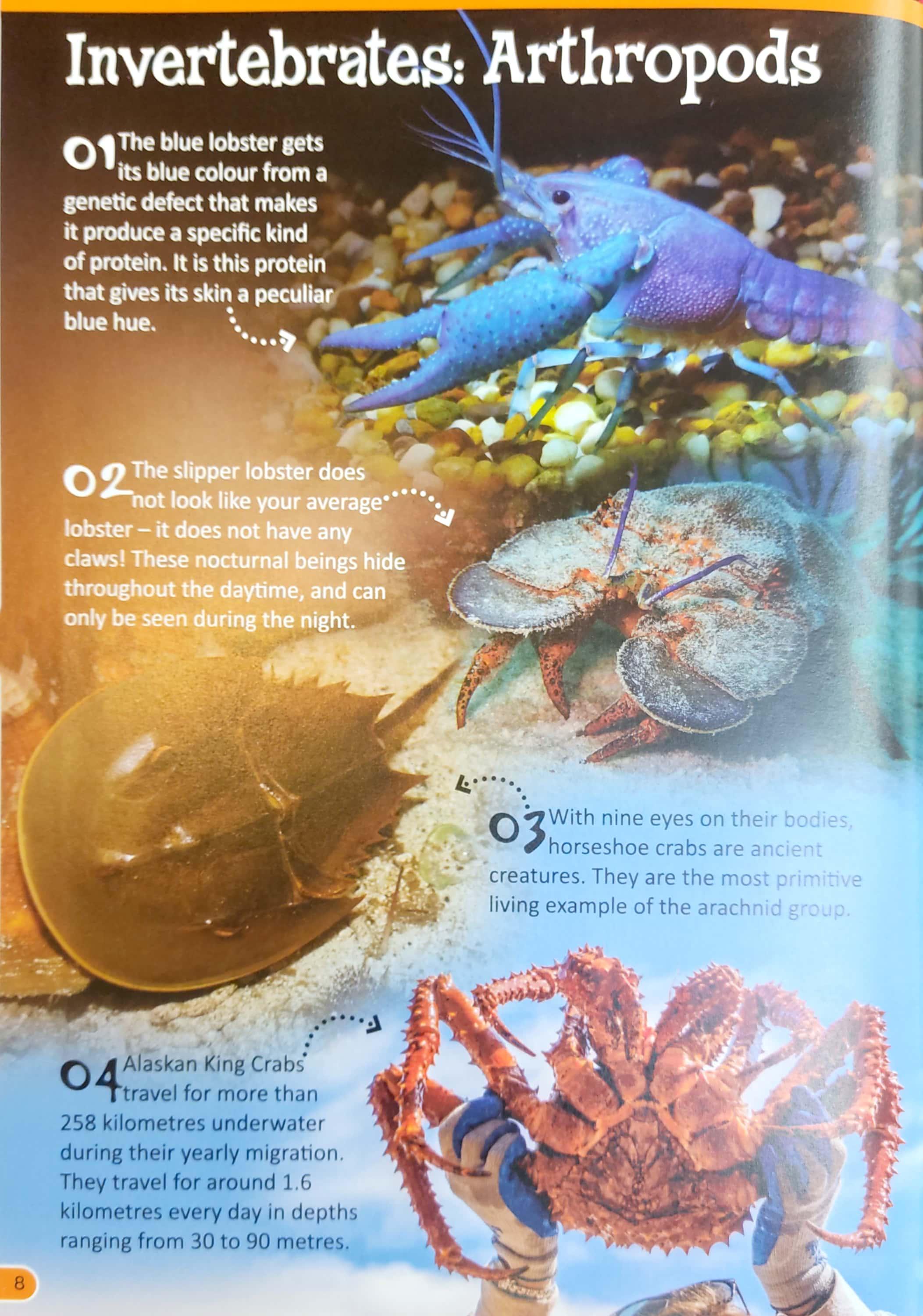 500 Fantastic Facts - Animals
