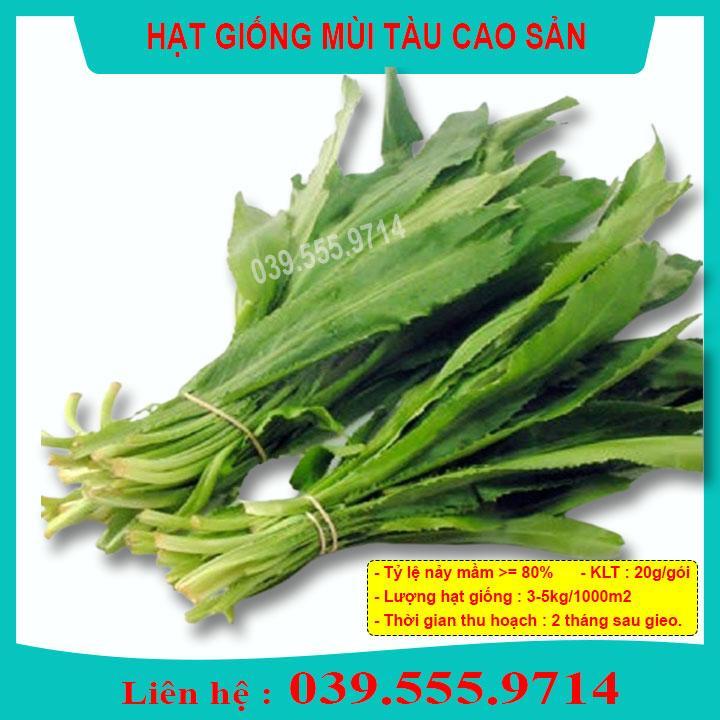 HẠT GIỐNG RAU MÙI TÀU GÓI 5G - TỶ LỆ NẢY MẦM TỐT, CHẤT LƯỢNG CAO