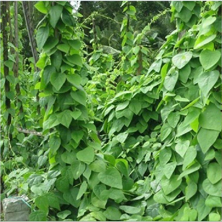 Combo 3 gói Hạt giống sương sâm lông -gói 10 hạt-tặng kèm gói phân bón lót