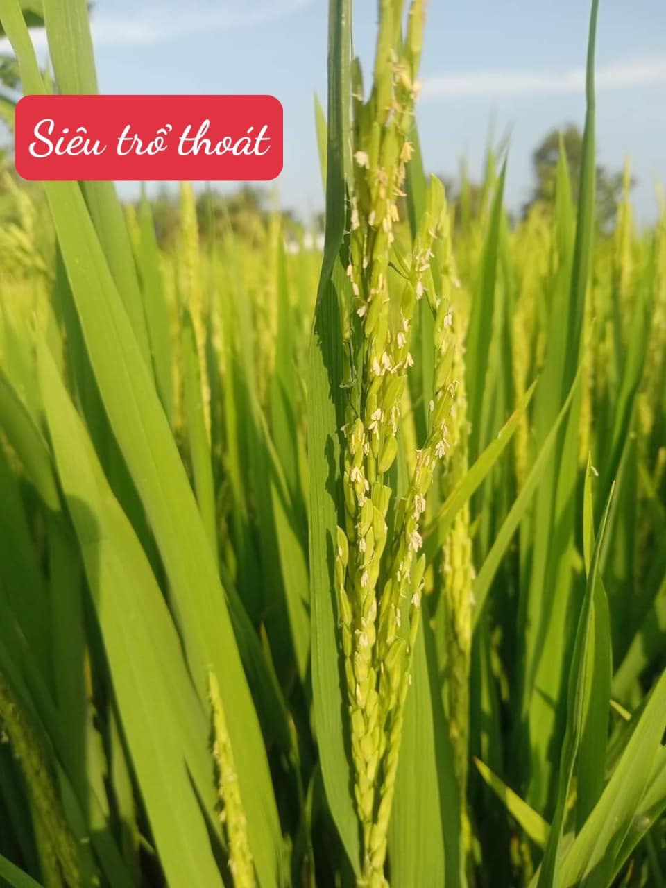 PHÂN BÓN GIÚP LÚA TRỔ THOÁT ĐỒNG LOẠT, VÔ GẠO CỰC NHANH, HẠT VÀNG SÁNG, NẶNG KÍ - SIÊU VÔ GẠO 500ML