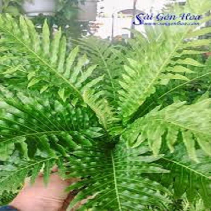 CÂY DƯƠNG XỈ KHỔNG TƯỚC