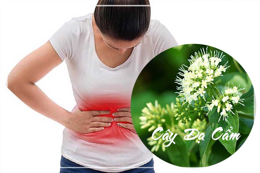 Cây dạ cẩm khô sạch đóng gói 1 kg