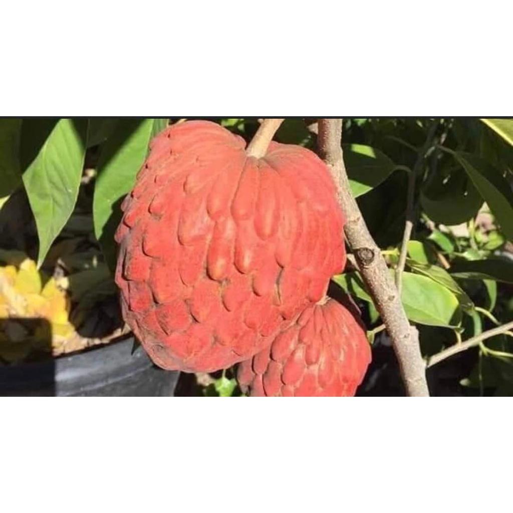 CÂY GIỐNG NA ÚC QUẢ ĐỎ