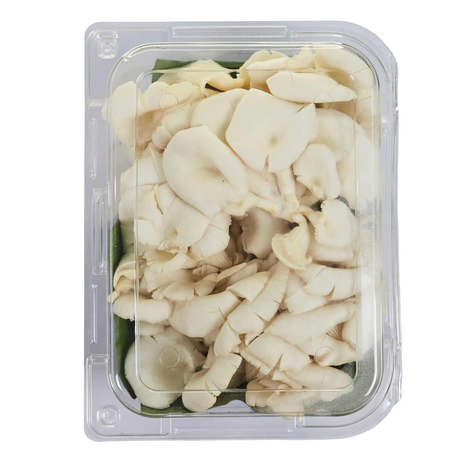 Nấm Sò Trắng Tươi 1kg - Nông Trại Nấm Xanh