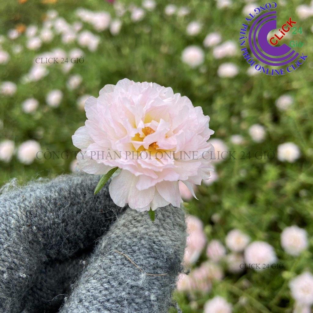 1 Ký Cành Giống Hoa Mười Giờ KEM TIỂU THƯ - Hoa Mười Giờ Thái Kép Cành Tơ Siêu Khỏe Sai Nụ Nhiều Hoa