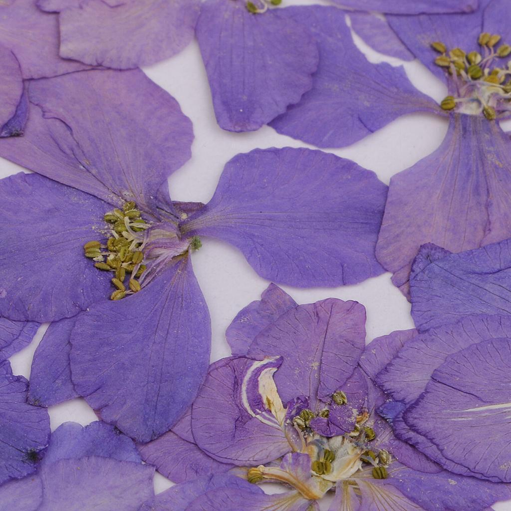 24x Natural Pressed Dried Larkspur Flowers Crafts Supplies Christmas Gifts