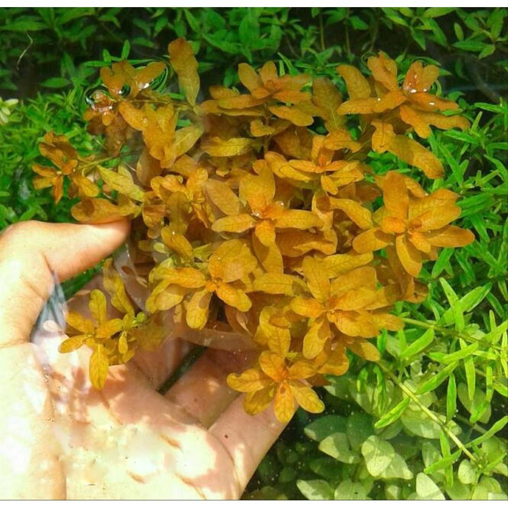 Cây thủy sinh bá văn đinh hương