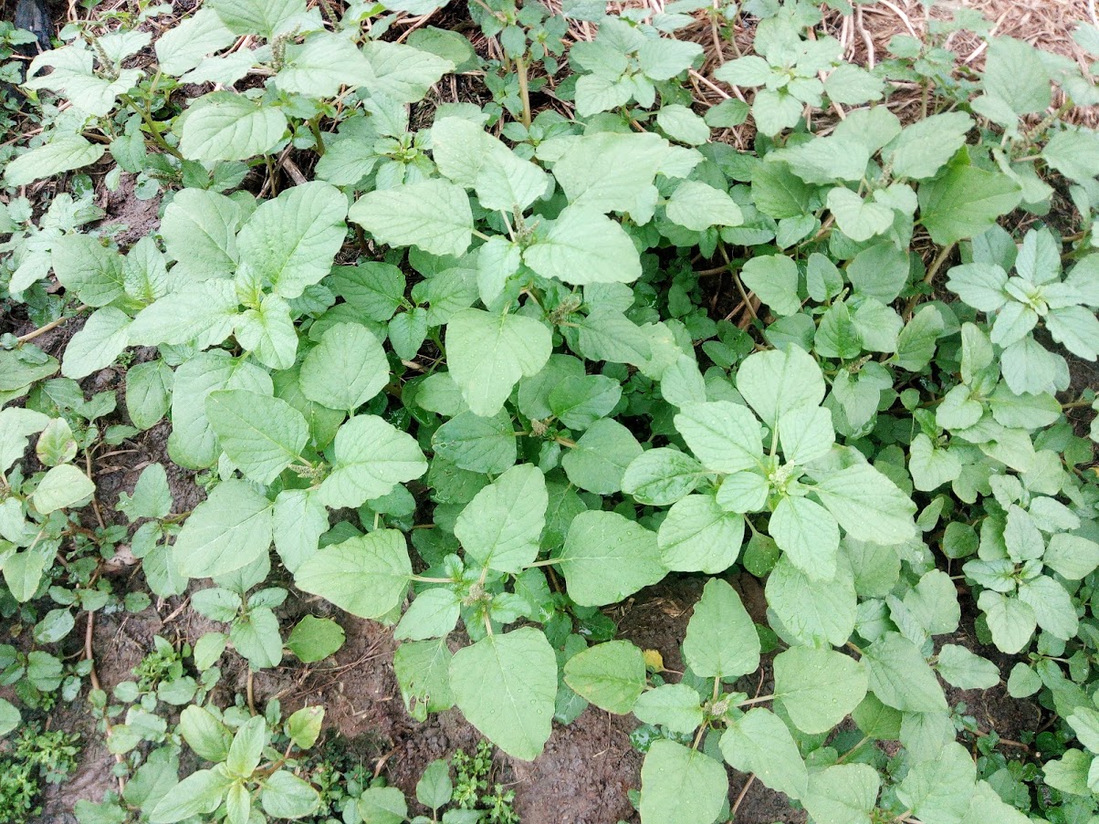 Hạt giống rau dền cơm