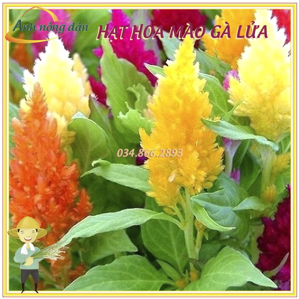 Gói 100 Hạt giống hoa mào gà lửa, hạt hoa mào gà đuôi phụng mix nhiều màu