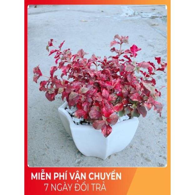 Chậu Ruby Đỏ