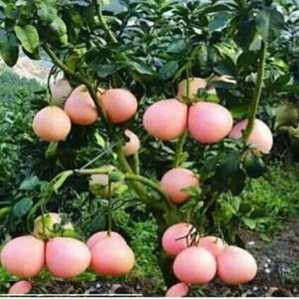 Cây BƯỞI ĐỎ PHÚC KIẾN CHẤT LƯỢNG UY TÍN