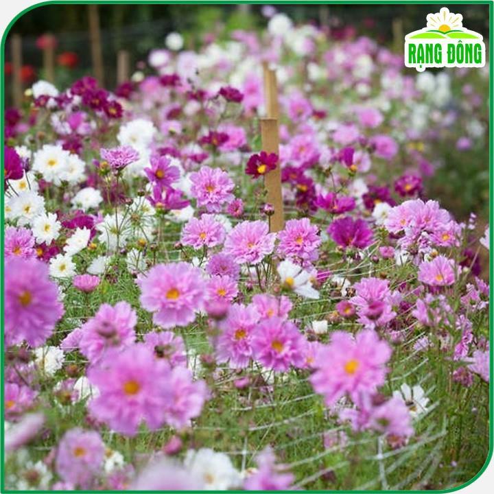 Hạt Giống Hoa Sao Nhái Kép Nhiều Màu - Hoa Nở Liên Tục, Dễ Trồng
