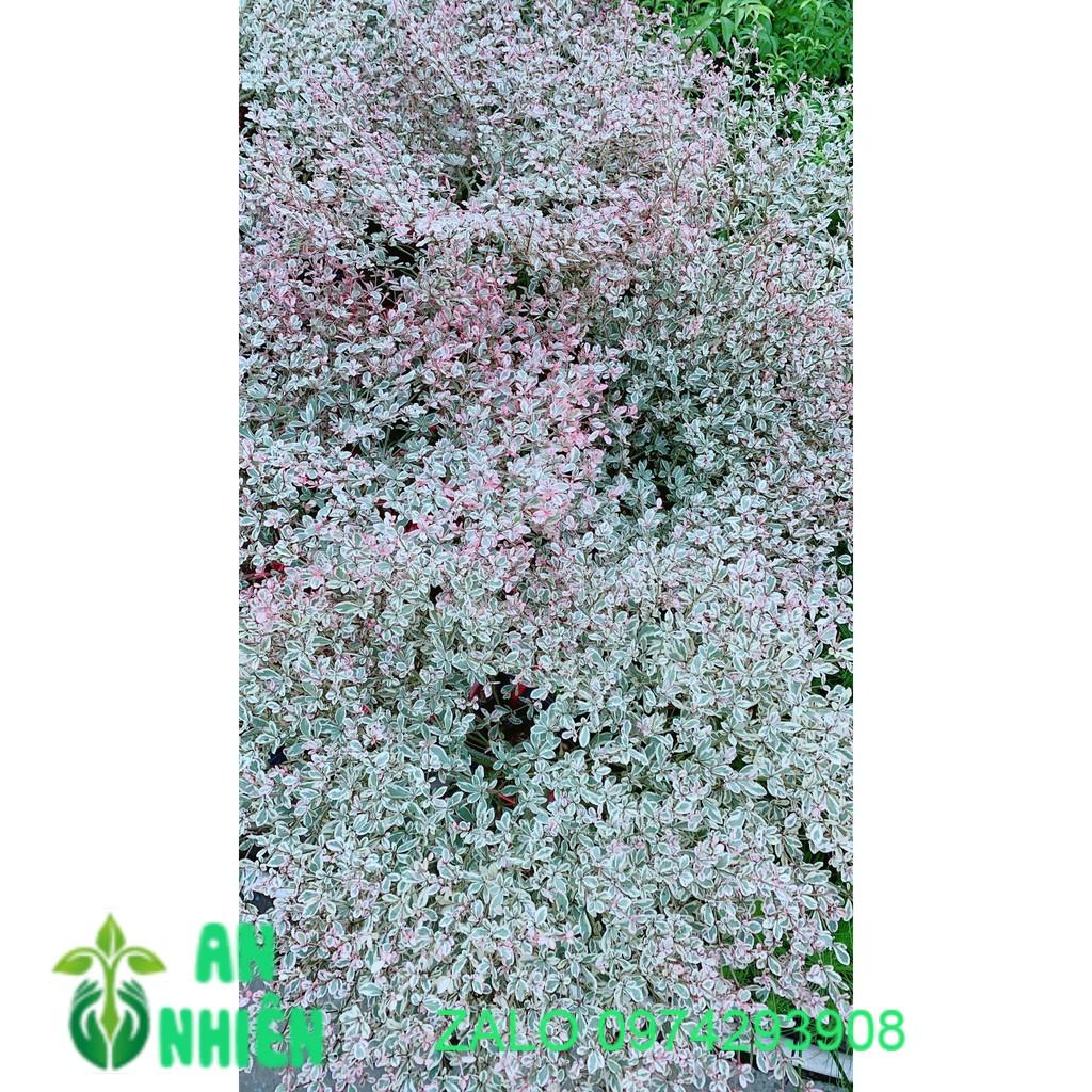 Cây Bàng Nhật Lá Cẩm Thạch