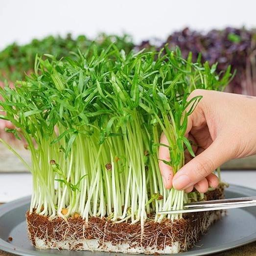 Hạt giống rau mầm rau muống gói 100gr
