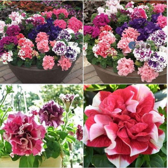 Hạt Giống Hoa Dạ Yến Thảo cánh kép nhiều màu -30 hạt