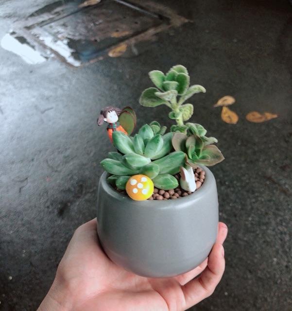 Chậu sen đá tiểu cảnh