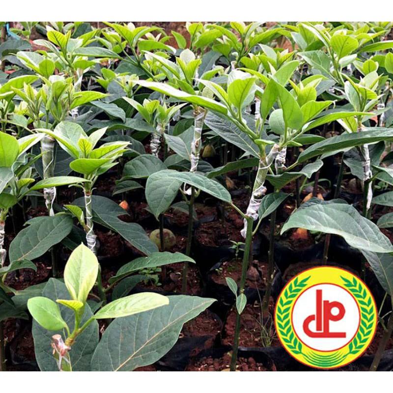 CÂY BƠ 034 GIỐNG