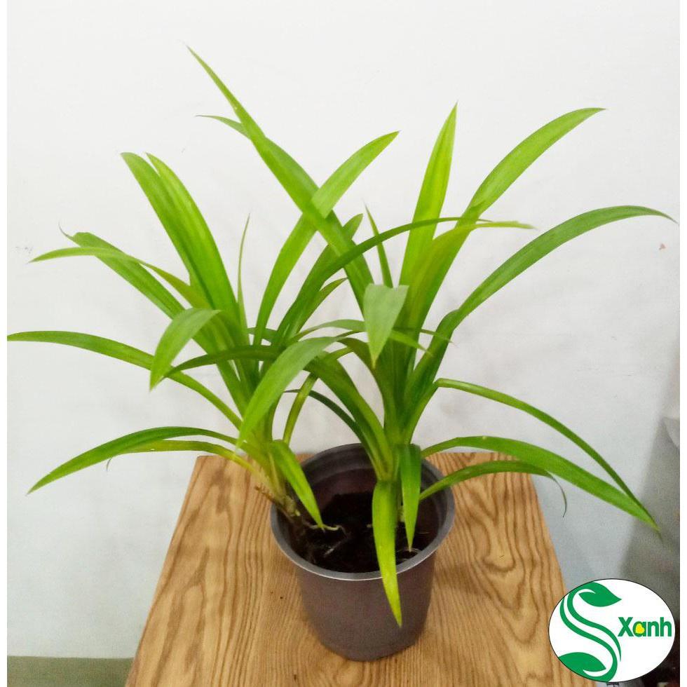 Cây Lá Dứa Thơm - Chậu 2 Cây