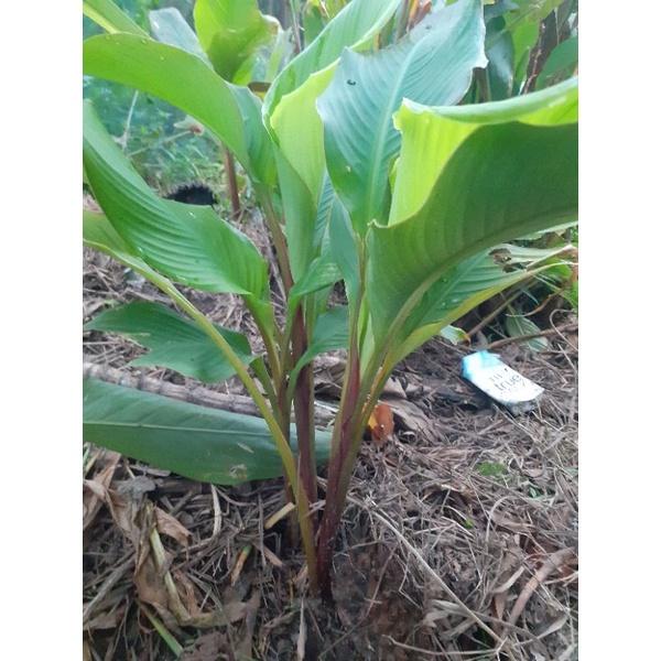 Củ khoai dong riềng 1kg