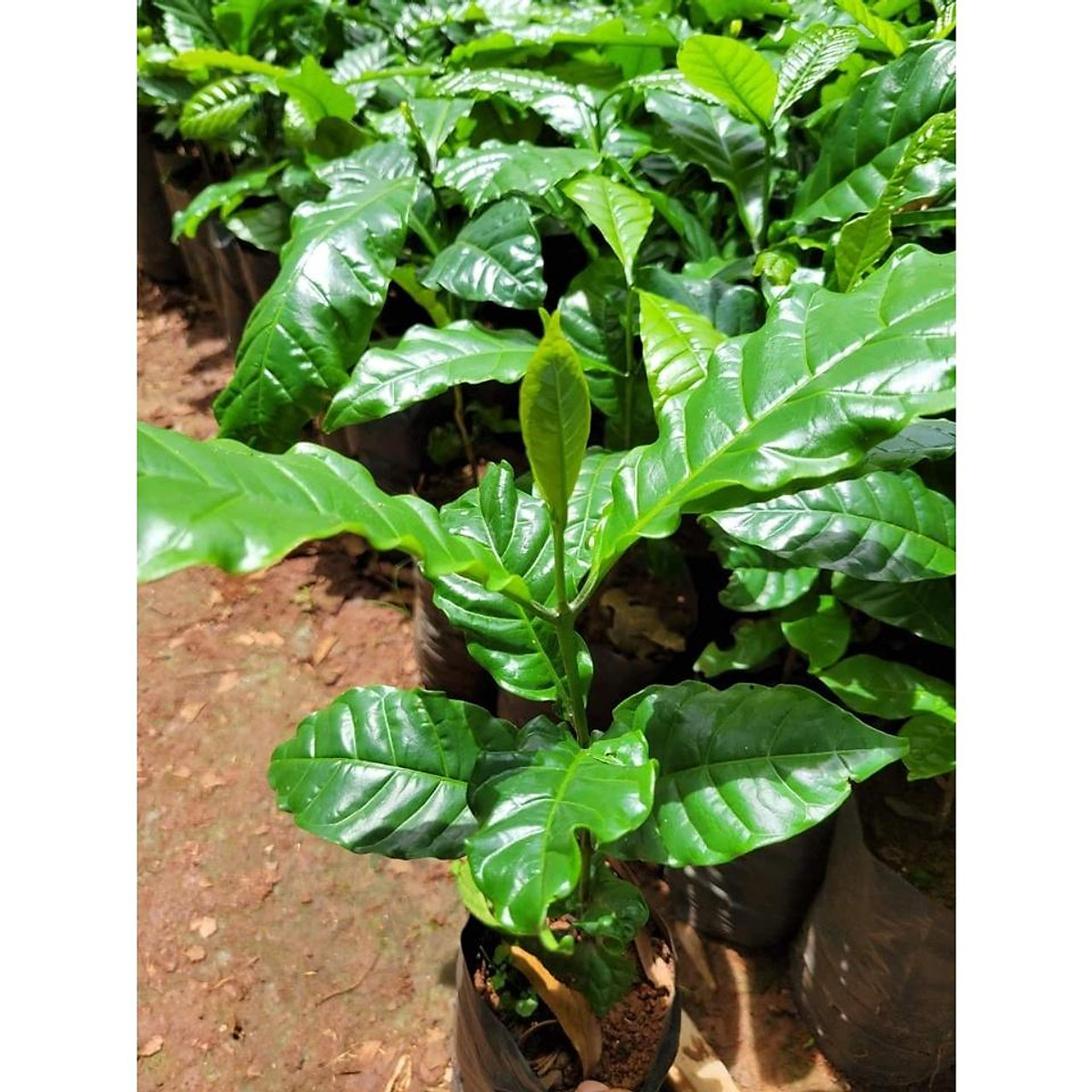 Cây Cà Phê ARABICA Giống Chuẩn
