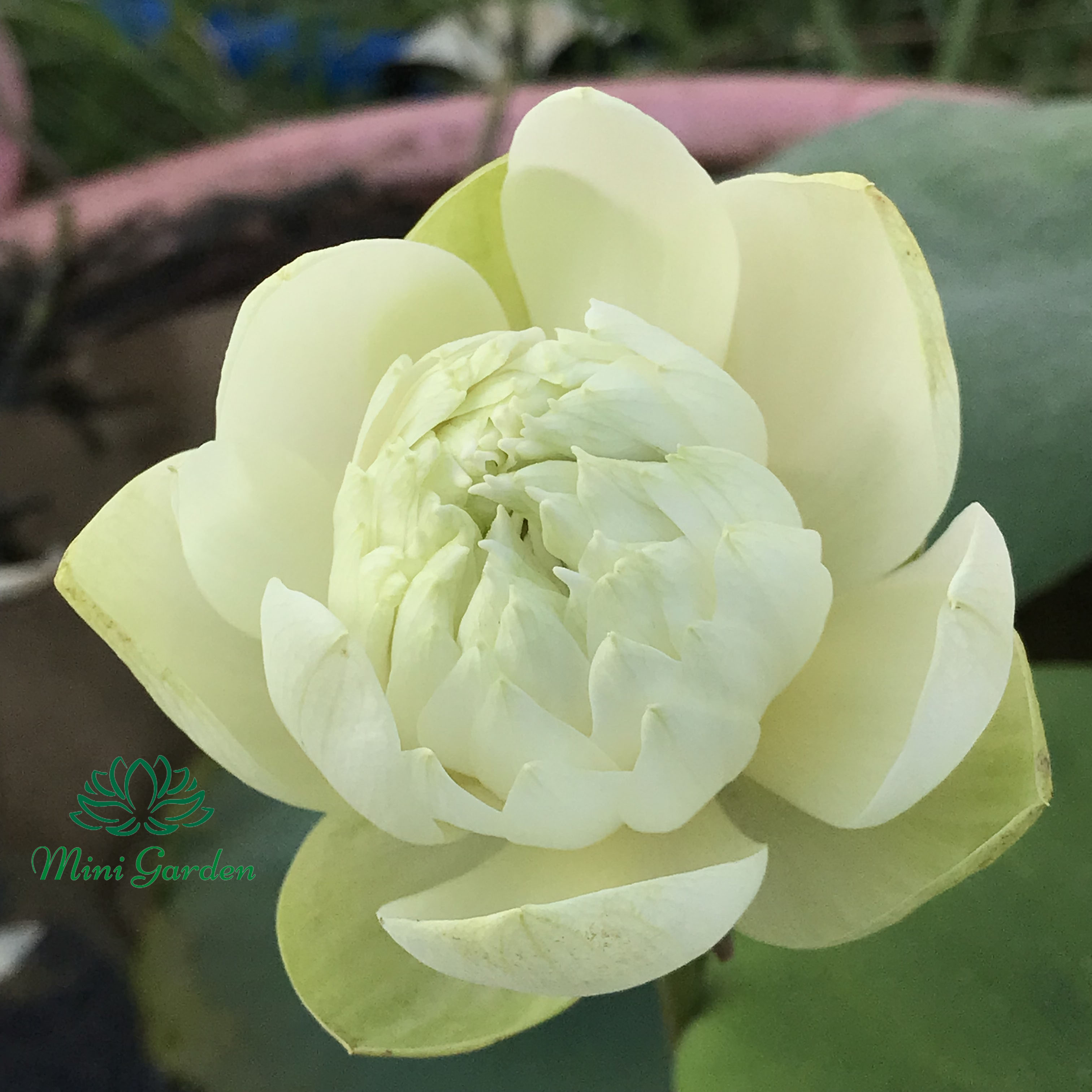 Củ Giống Hoa Sen Mini Mint Sugar Loại Hoa Màu Vàng Nhạt