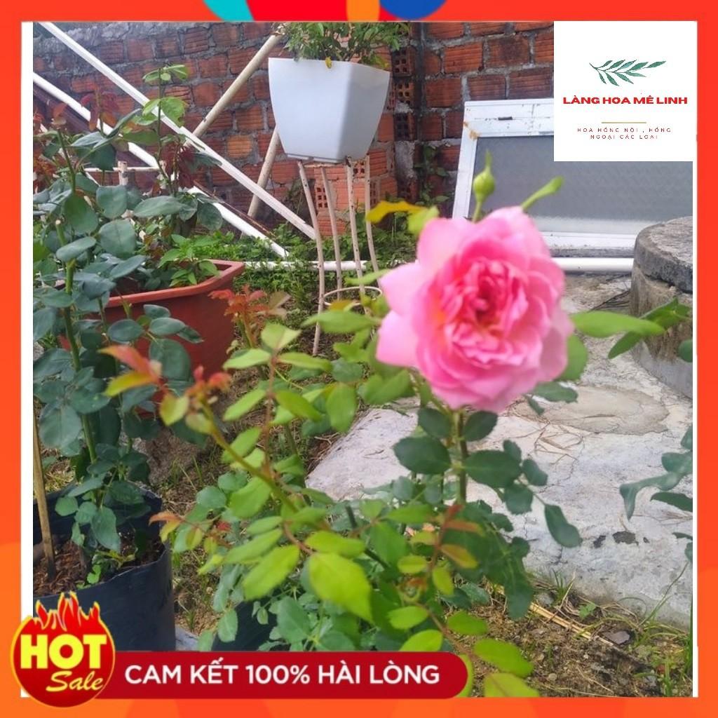 Hoa hồng ngoại Jubilee Celebration rose Bông lớn , Hương thơm đậm,Lặp bông nhanh