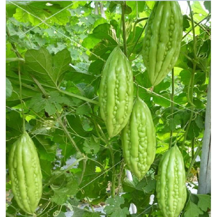 Hạt giống khổ qua mỡ ta 1 gói 10 hạt
