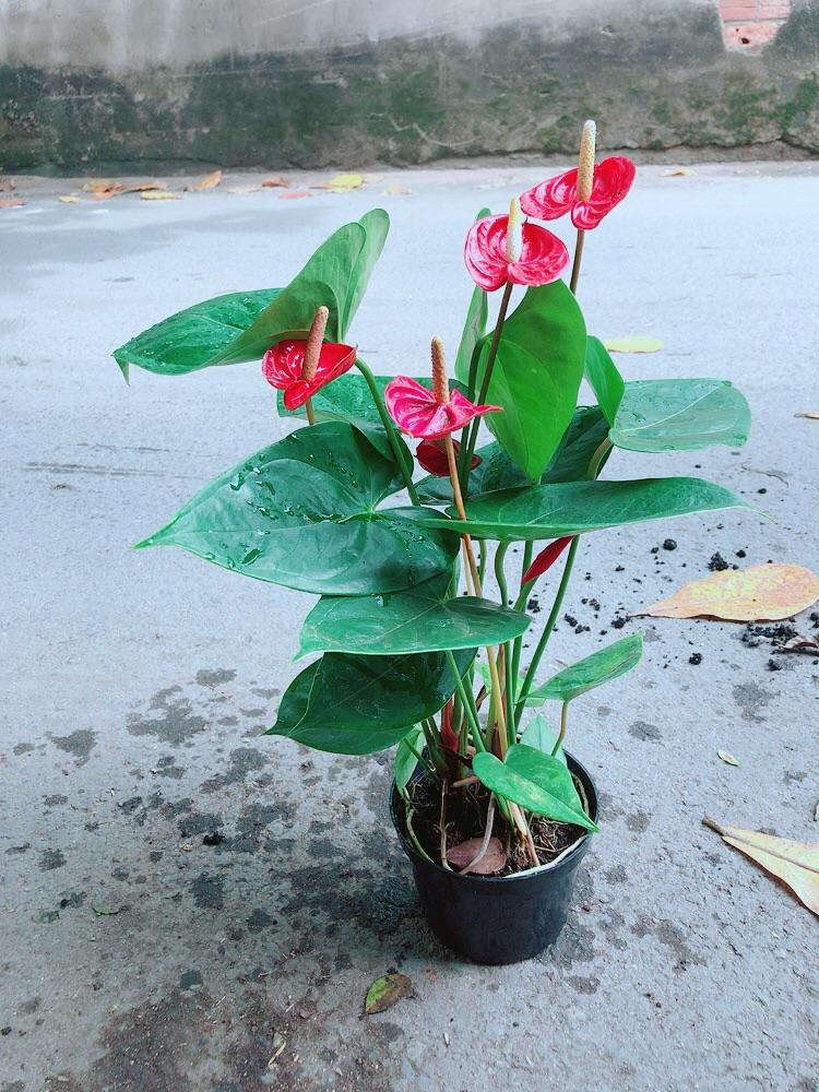Cây Hồng Môn