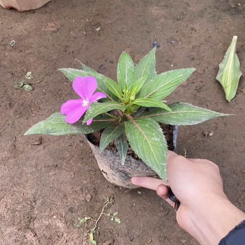Cây mai địa thảo trồng bầu đen tán xum xuê cao 15-20cm thích hợp trang trí ban công sân vườn