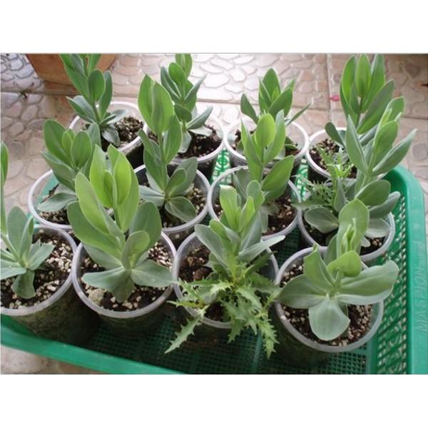 Hạt giống hoa Cát tường nhiều màu dễ trồng Lisianthus seeds