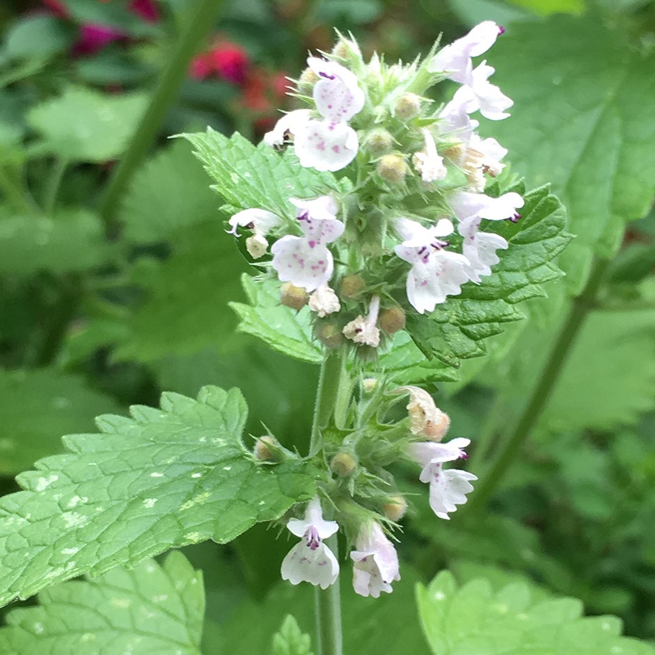 Hạt Giống Bạc Hà Mèo Catnip (Cỏ Mèo)