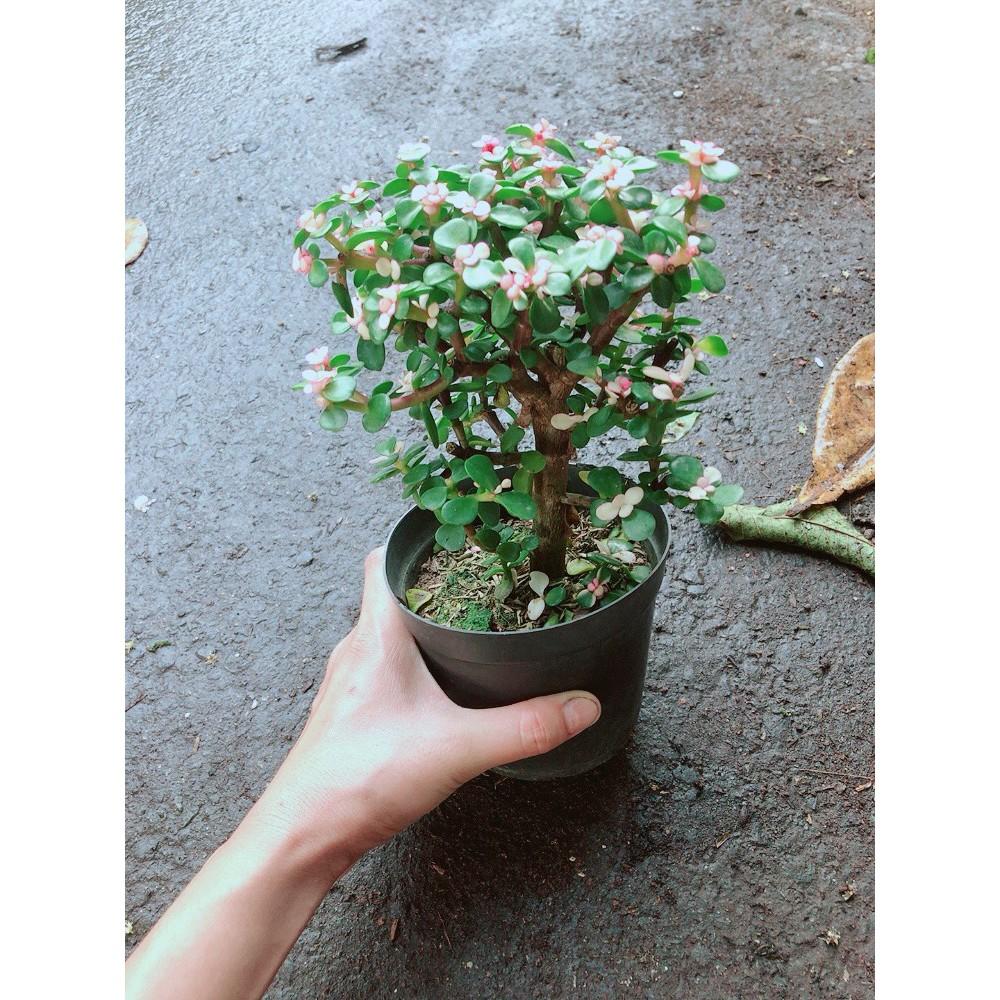 Đô La Thân Cổ Thụ