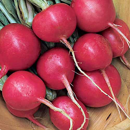 Hạt Giống Củ Cải Tròn Đỏ - 300 hạt