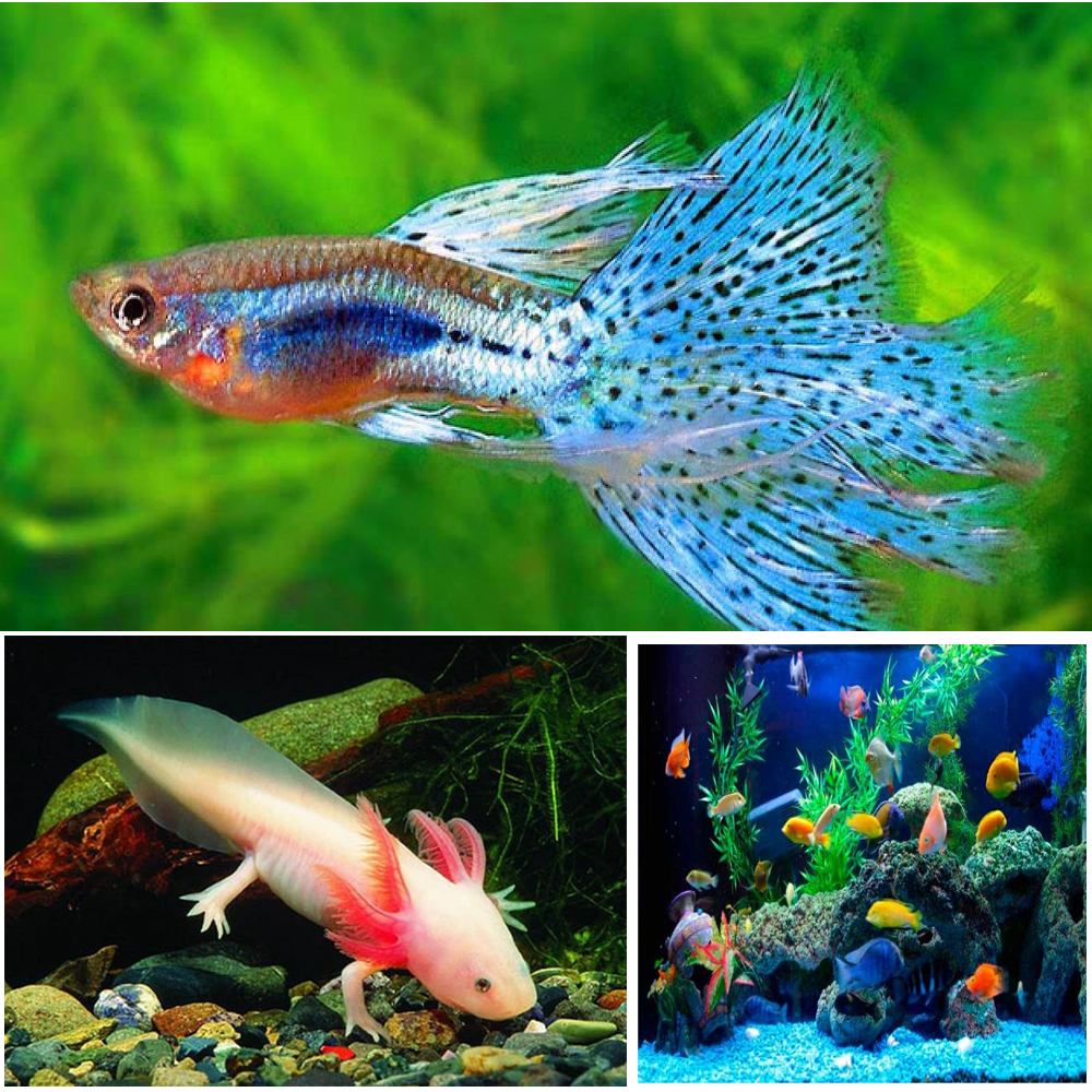 Thức Ăn Cho Cá CLEAN FOOD Cao Cấp, Phù Hợp Mọi Loại Cá Cảnh, Giàu Dinh Dưỡng, Giúp Cá Lớn Nhanh, Lên Màu Đẹp