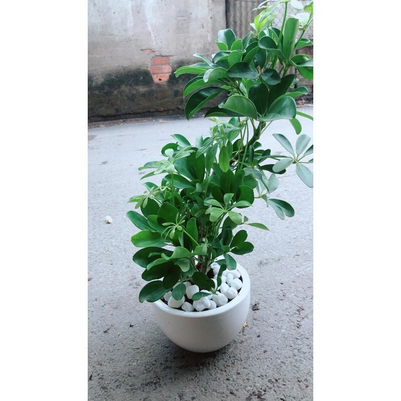 Chậu Cây Ngũ Gia Bì