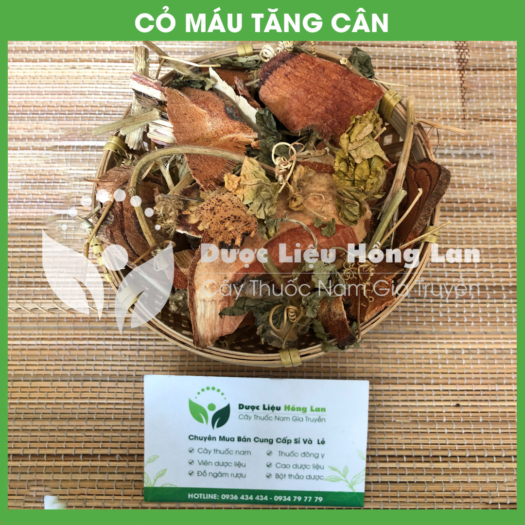 Dược liệu CỎ MÁU TĂNG CÂN