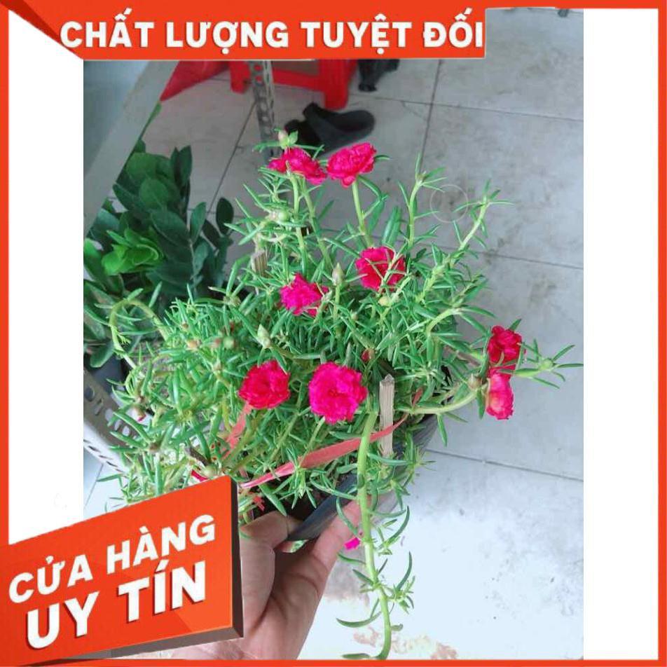 Hoa mười giờ mỹ Nhiều Người Mua