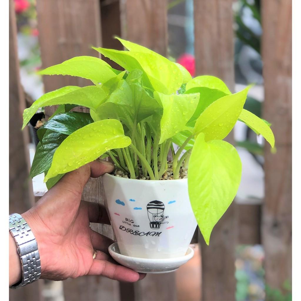 Chậu sứ cây trầu bà Thái vàng tặng kèm đá trang trí