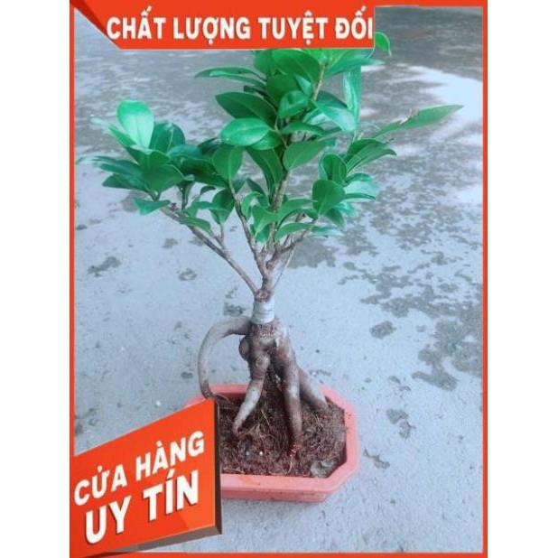 Chậu Cây Si